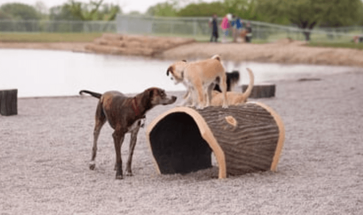 Common Dog Park Mistakes That Cause Complaints