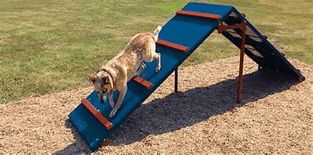 How Big Should a Dog Park Be? (Size Planning Guide)