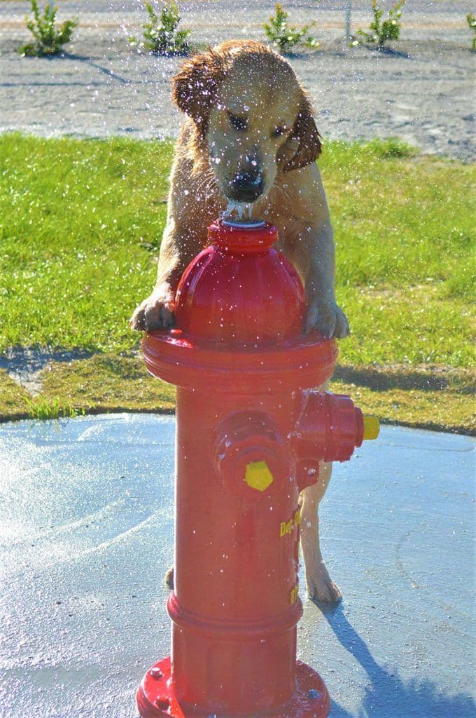 Dog Park Community Engagement Plan: How to Avoid Backlash and Get Approval
