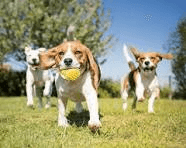 How to Choose the Best Location for a Dog Park