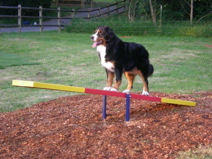 A Happier, Healthier, Safer Neighborhood Starts Here: Dog Park Benefits (And How to Eliminate the Usual Concerns)