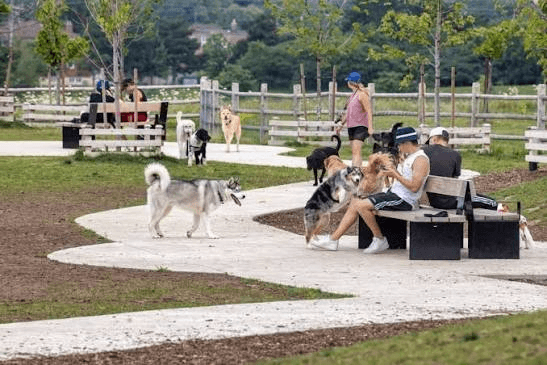 Planning a Dog Park? Small vs Large Zones Made Simple